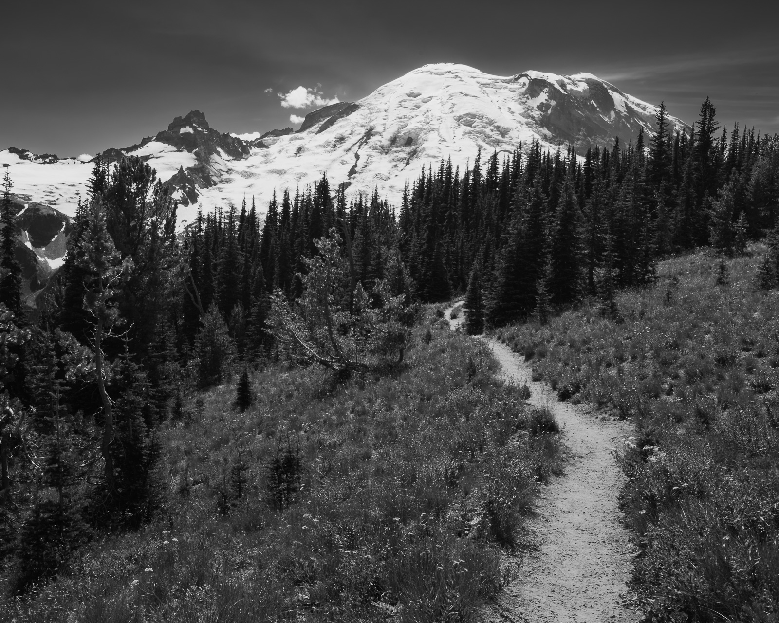 Silver Forest Trail Mount Rainier Washington 2016