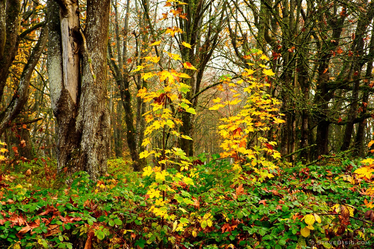 Late Autumn Forest, Nisqually, Washington, 2013 | Pacific Northwest