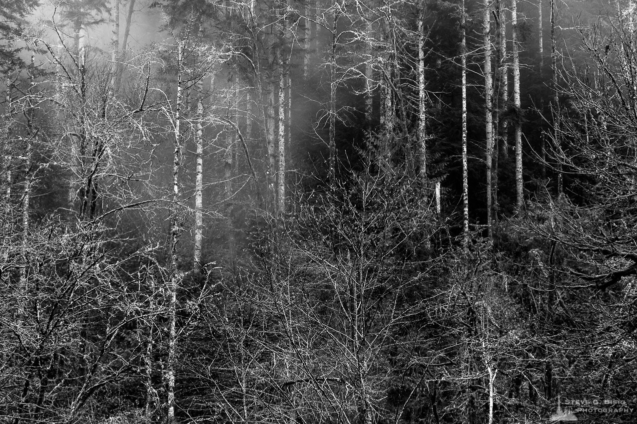 Trees, Capital State Forest, Washington, 2015 | Steve G.Bisig Photography