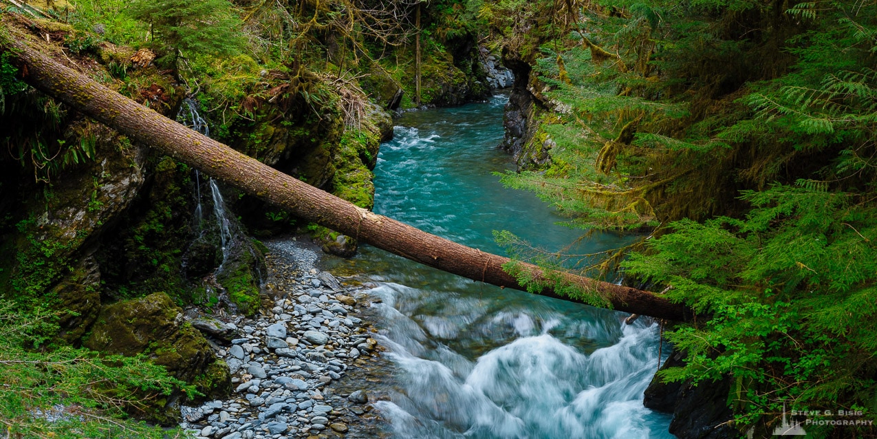 East Fork Quinault River, Olympic National Park, Washington, 2016