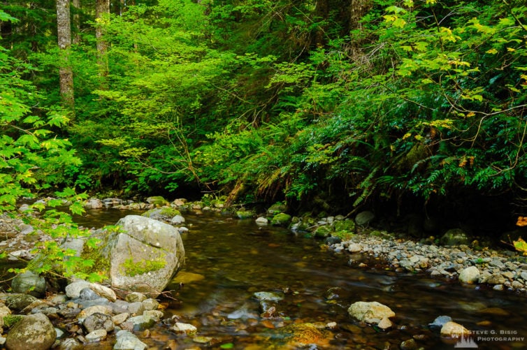 Late Summer Along Skate Creek No. 1, Lewis County, Washington, 2016