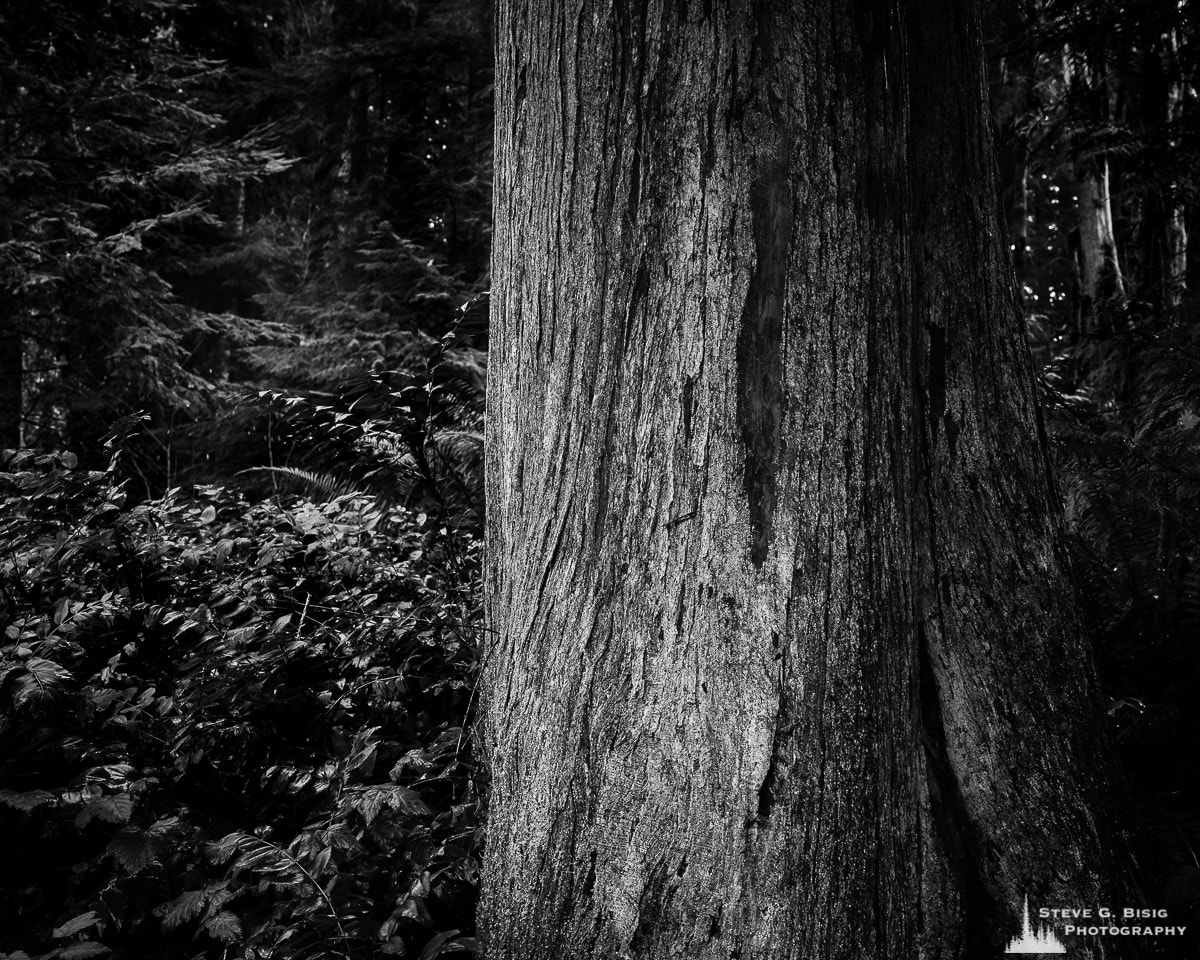 Cedar Tree, Kopachuck State Park, Washington, 2020 | Steve G.Bisig ...