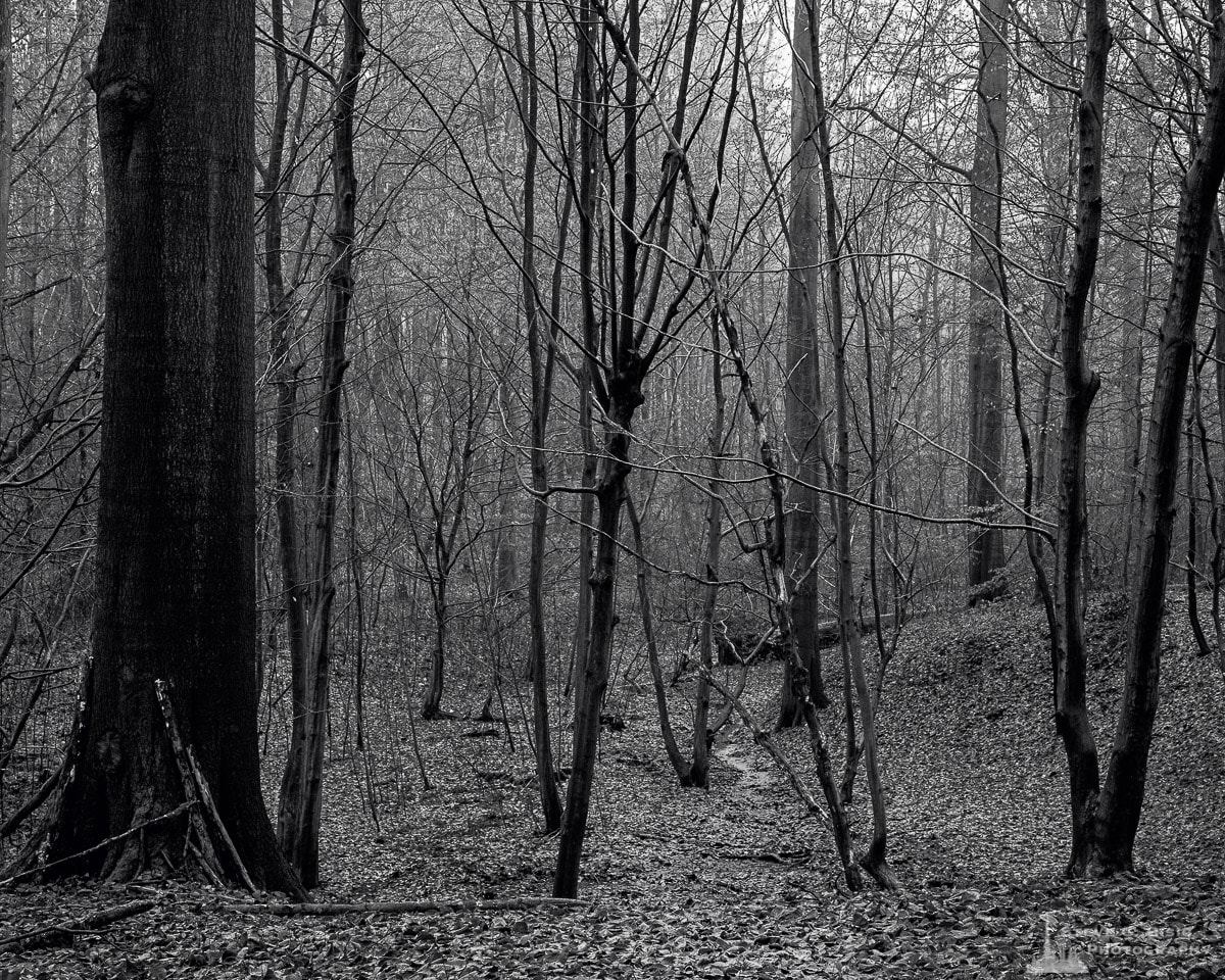 Late Autumn Walk Through the Sonian Forest No. 5, Belgium, 2019 | Steve ...