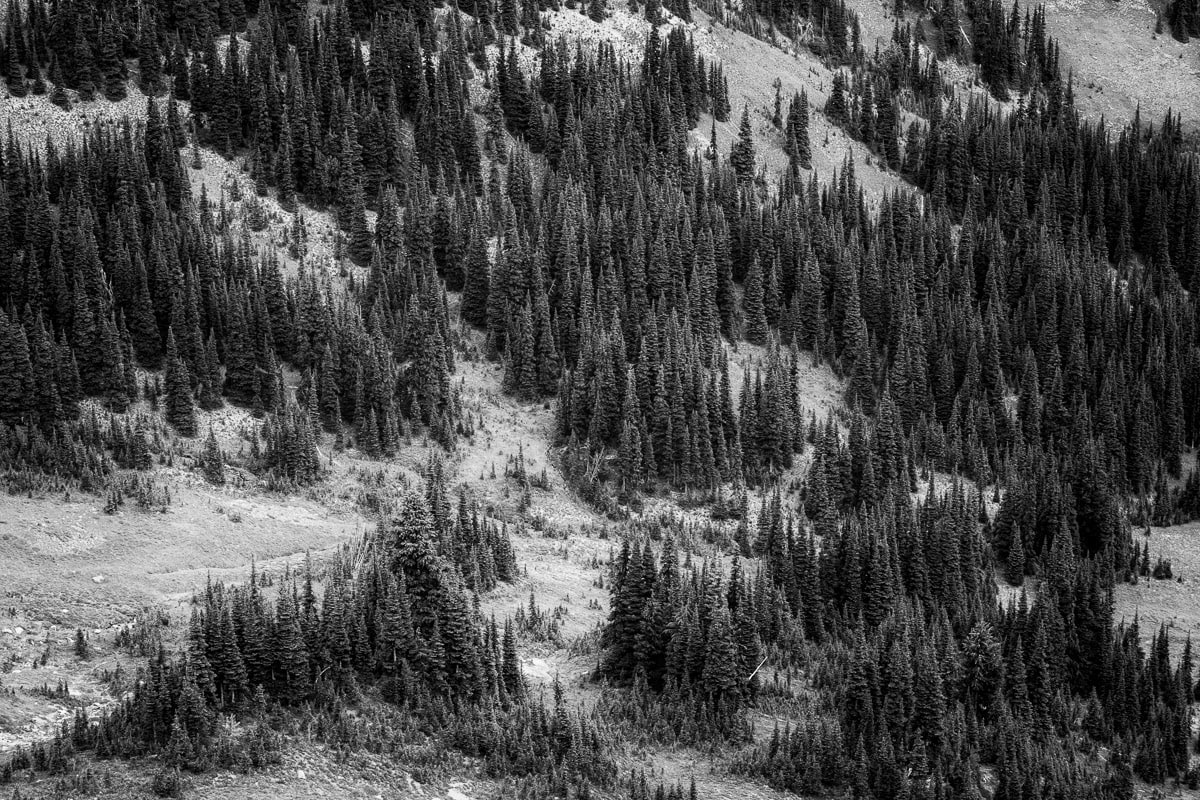 Alpine Forest, Mt. Rainier National Park, Washington, 2022 Steve G