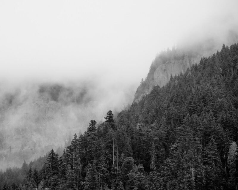 Photographing the Foggy Forest, Greenwater, Washington, 2022 | Steve G ...