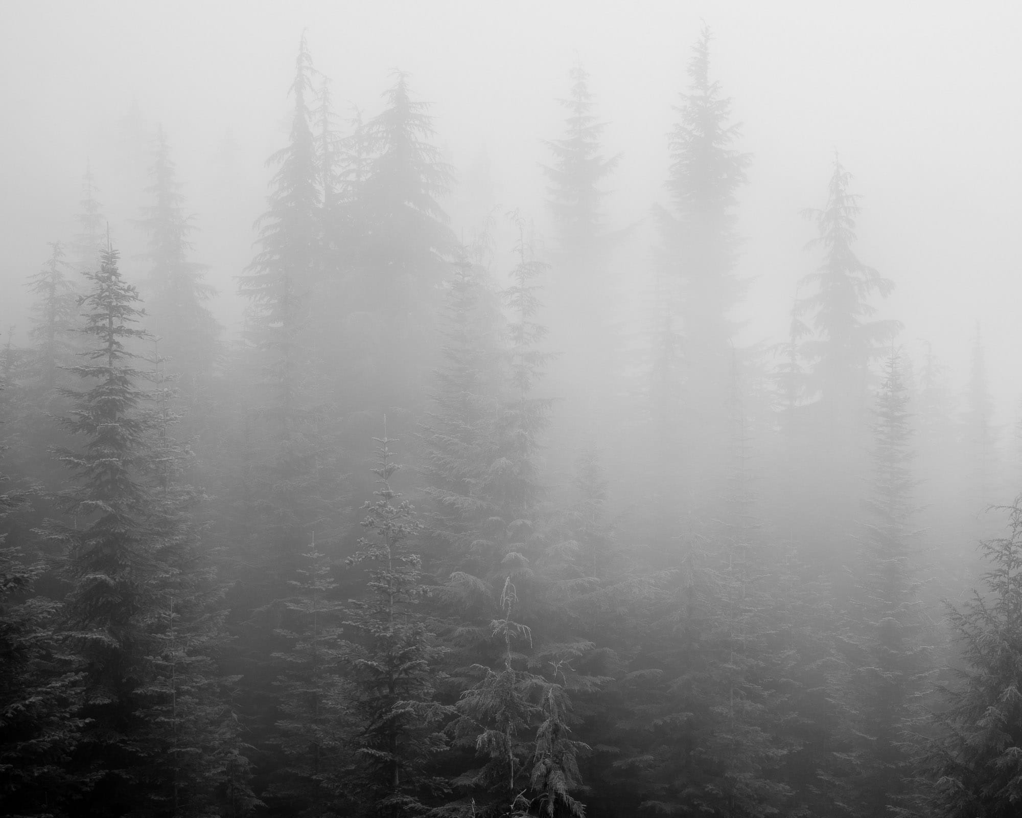 Photographing the Foggy Forest, Greenwater, Washington, 2022 | Steve G ...